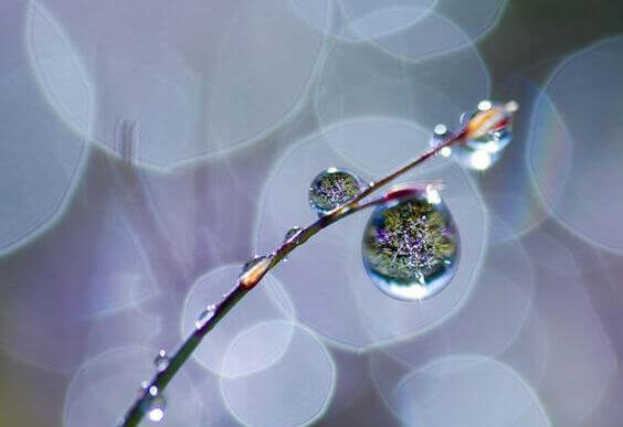 planta-con-rocio-representado-llanto-emocional-1