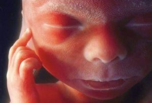 Images inédites de l'activité cérébrale des fœtus