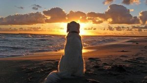 Que peuvent nous apprendre les chiens à propos de nos problèmes ?