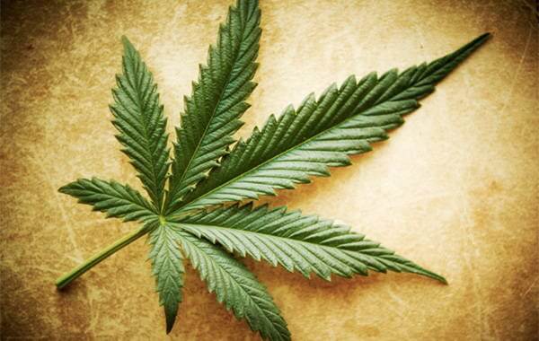 Mythes et vérités sur le cannabis