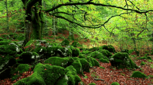 Les "bains de forêt", un antidote contre le stress