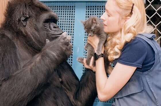 La tendre histoire de Koko, la guenon la plus intelligente du monde