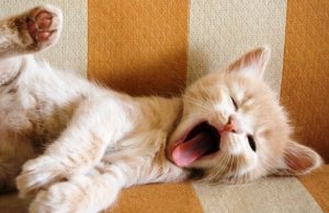 Connaissez-vous les significations qui se cachent derrière le bâillement ?