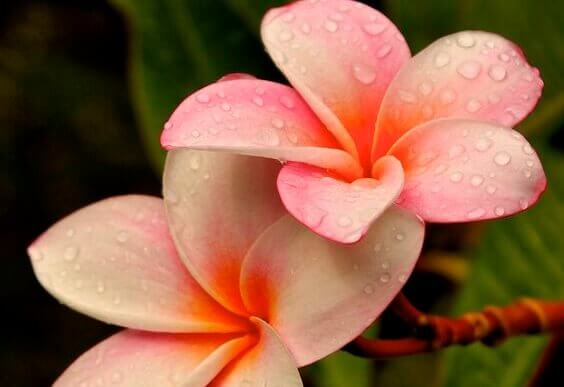 la plus belle fleur est l'honnêteté