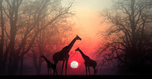 "Laissez un peu de temps à votre âme pour qu'elle vous rejoigne", un beau récit africain