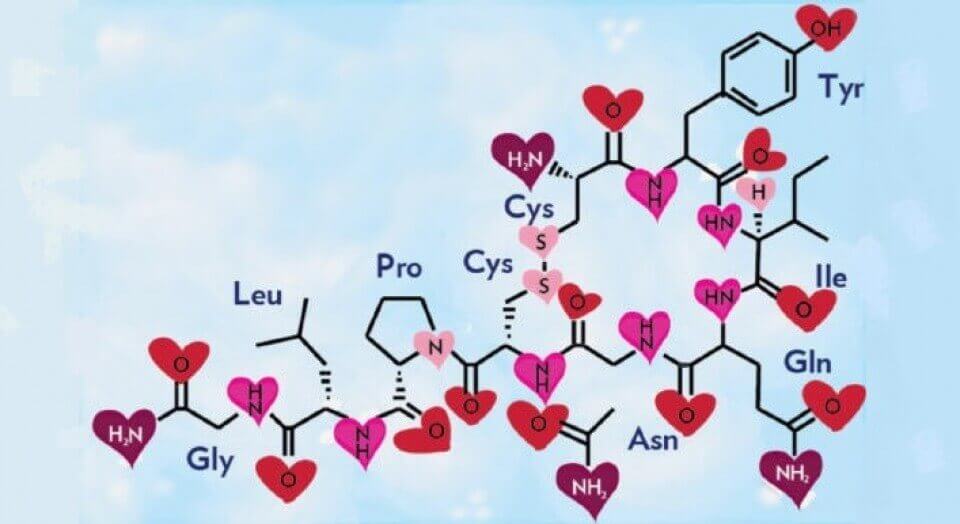 L’ocytocine, l’hormone de l’amour et du bonheur