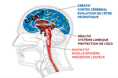 cerveau reptilien