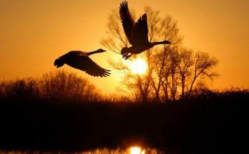 oiseaux dans le silence de la nature