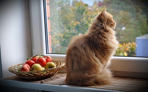 conversation sur les animaux de compagnie