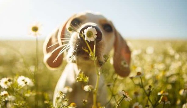 chien dans un champ de fleurs
