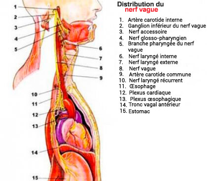 distribution du nerf vague