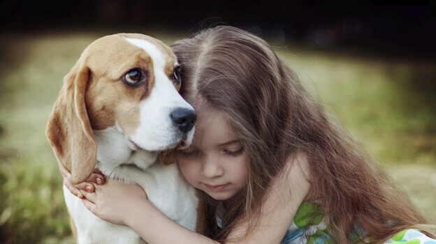 L’empathie chez les chiens : un pouvoir guérisseur