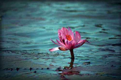 fleur de lotus représentant la génération d'aujourd'hui