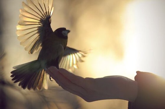 oiseau et main