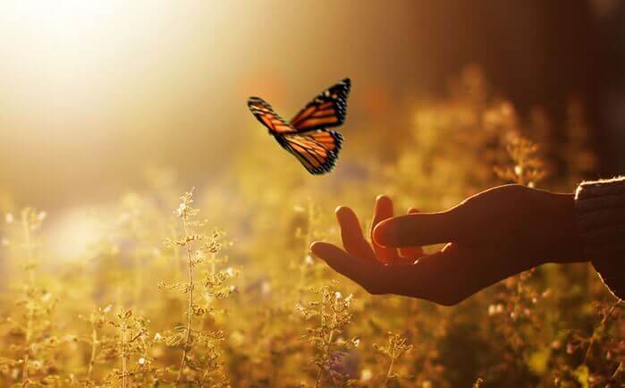 papillon s'envolant d'une main dans un champ