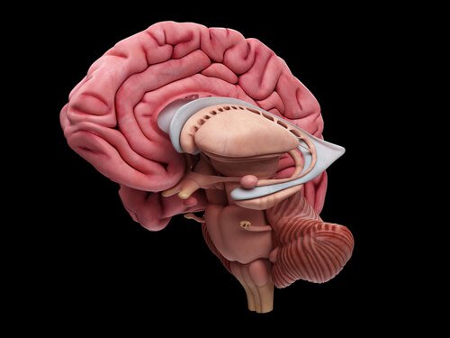 anatomie du cerveau