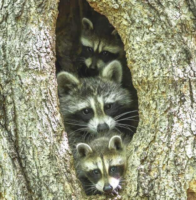 famille de ratons laveurs
