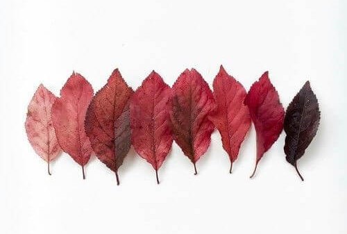 feuilles rouges