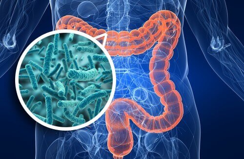 bactéries intestinales 