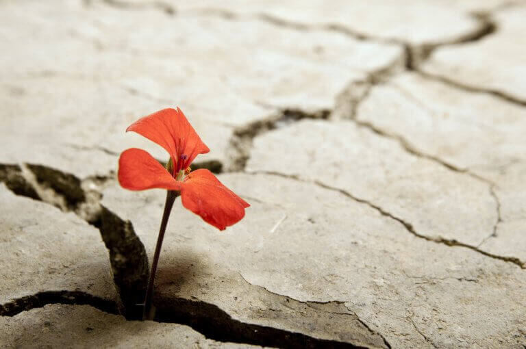 fleur poussant dans la terre sèche