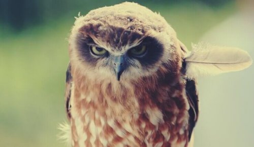 hibou en colère