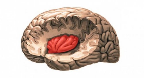 l'insula dans le cerveau