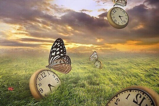 horloges et papillons dans un champ