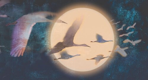 oiseaux devant la lune