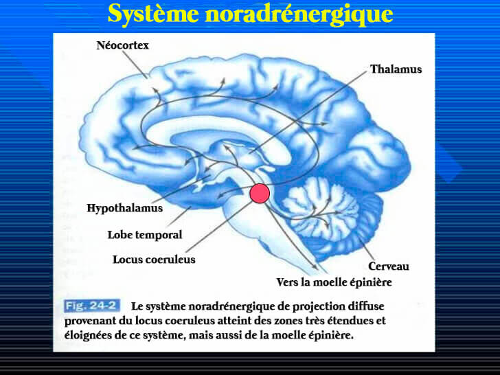 système noradrénergique