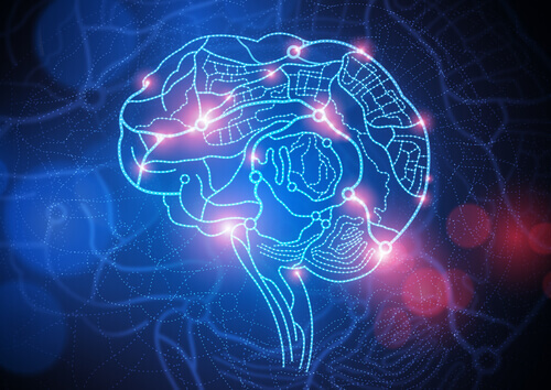 cerveau