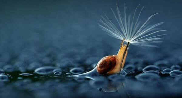 escargot