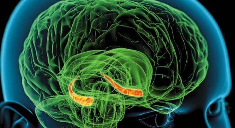 cerveau humain