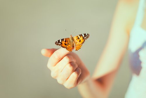 papillon sur une main