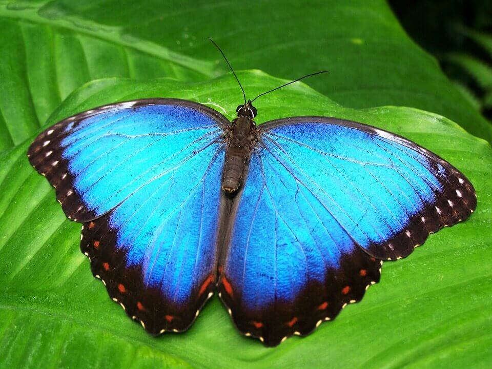 papillon bleu