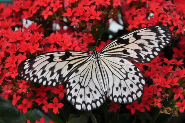 papillon