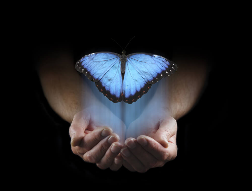 papillon qui s'envole 