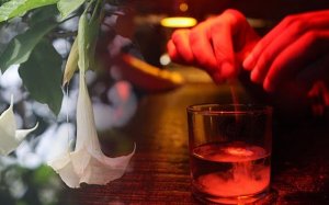 La scopolamine ou burundanga, la drogue qui annule votre volonté