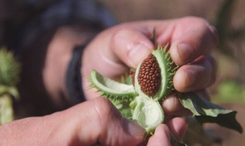 plante de la burundanga