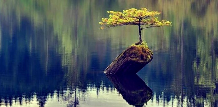 arbre résilient