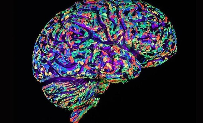 cerveau
