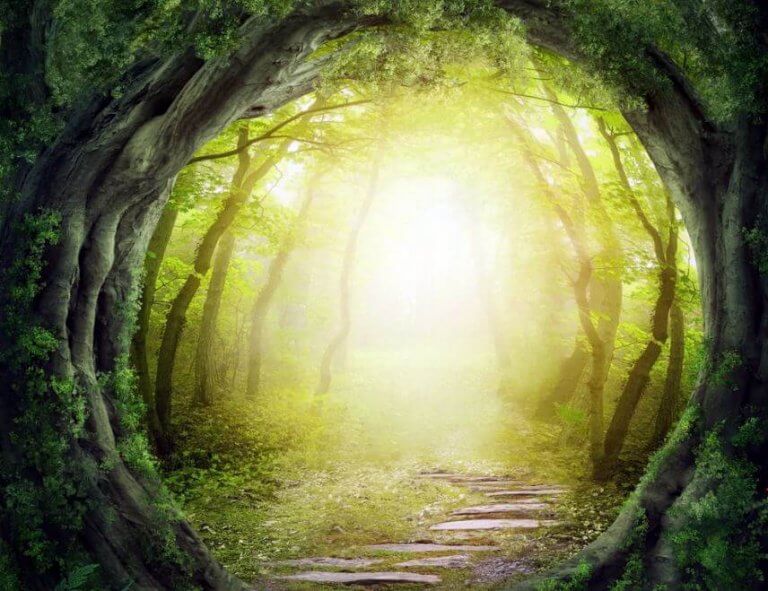 chemin dans la forêt