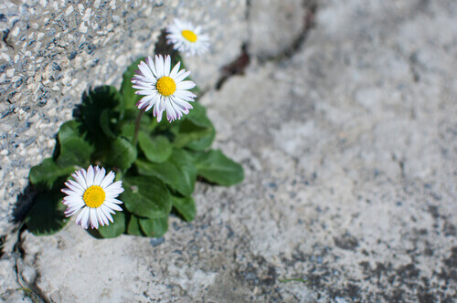 fleurs