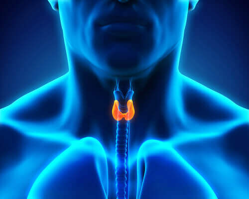 glande thyroide