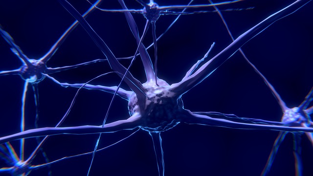 Le neurone : caractéristiques et fonctionnement