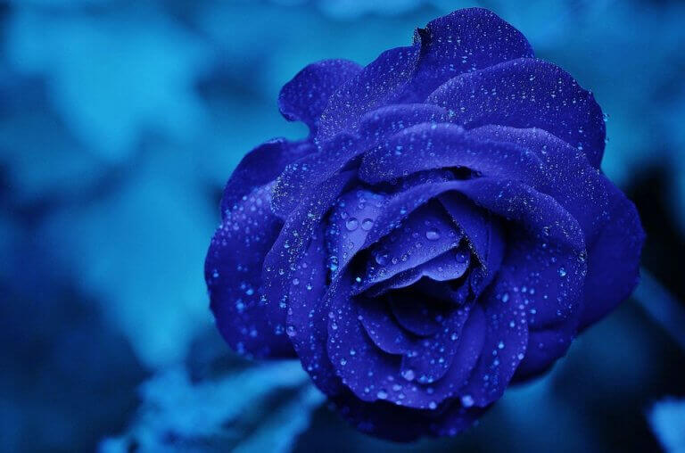 fleur bleue