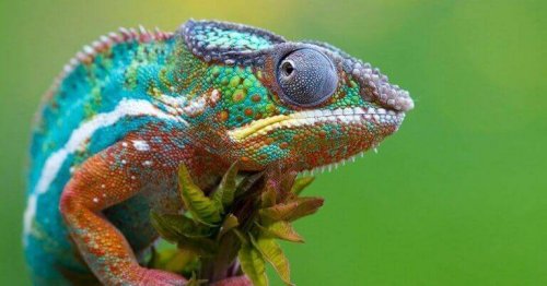 caméléon