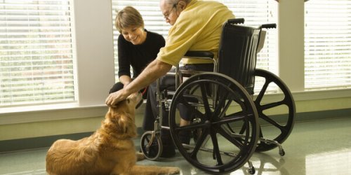 chien avec personne en fauteuil roulant