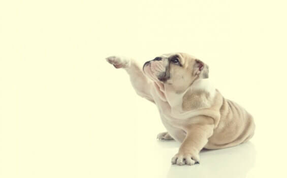 chien