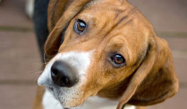chien
