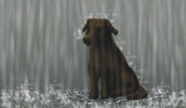 chien sous la pluie